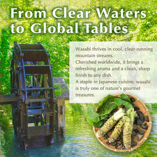 TIKUSAN Japanese Wooden Wasabi Grater Wasabi Oroshi